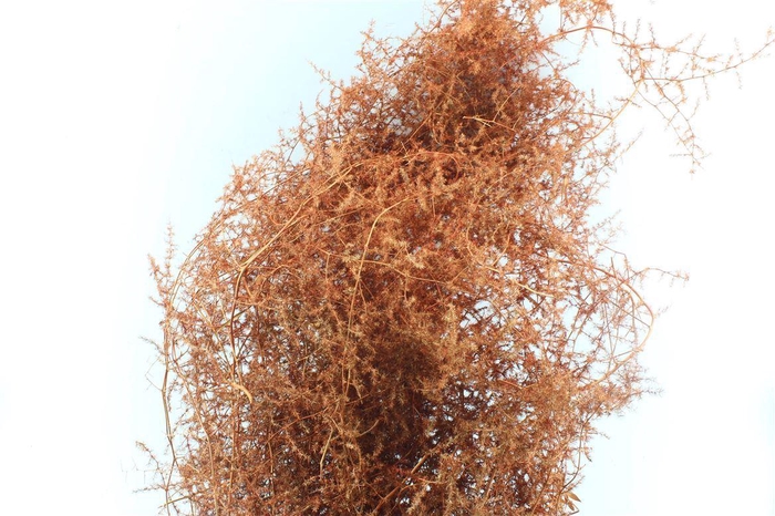 <h4>Asparagus Wilde Copper</h4>