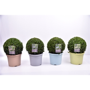 Buxus sempervirens pastel pot Ø 30-35 cm