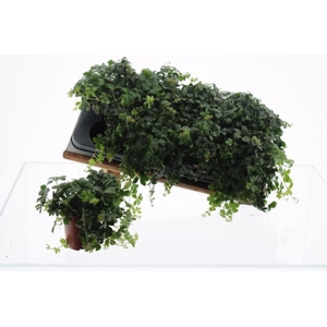 PARTHENOCISSUS INSER