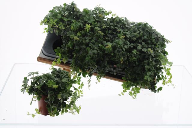 <h4>PARTHENOCISSUS INSER</h4>