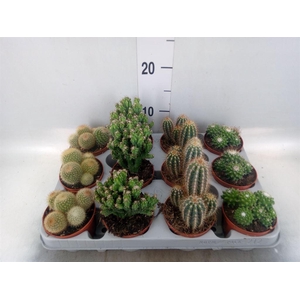 Cactus   ...mix