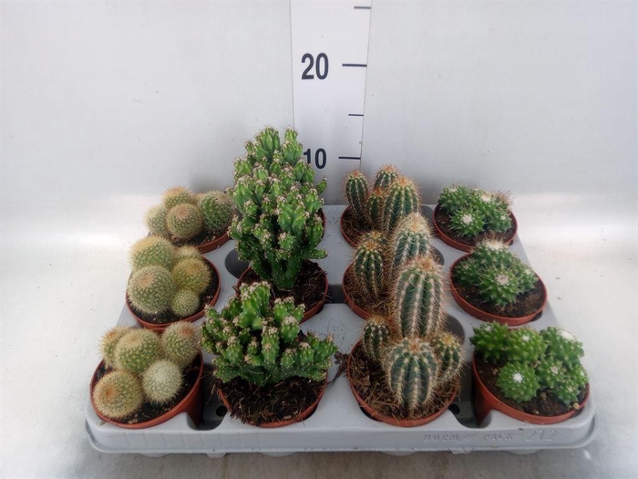 <h4>Cactus   ...mix</h4>