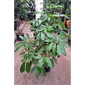 Schefflera Amate bush 150