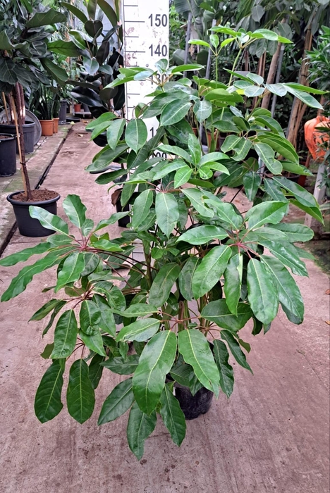 <h4>Schefflera Amate bush 150</h4>