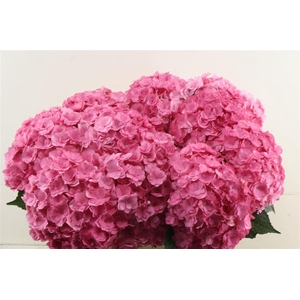 Hydr M Royal Anasta Pink 50-18