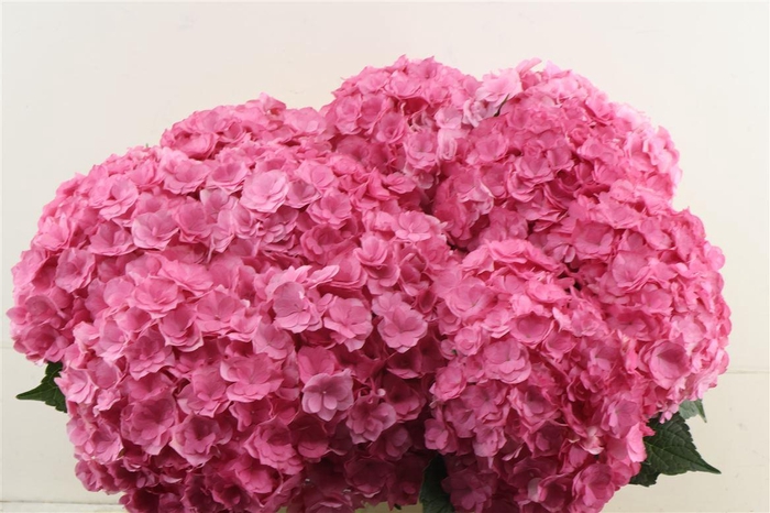 <h4>Hydr M Royal Anasta Pink 50-18</h4>