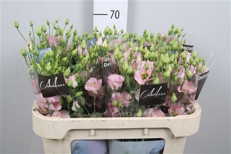 <h4>Eus E Bohemian Pink</h4>