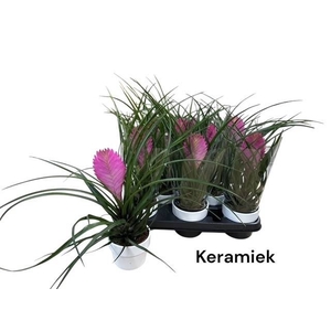 ARR TILLANDSIA