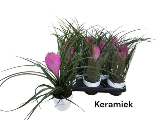 <h4>ARR TILLANDSIA</h4>