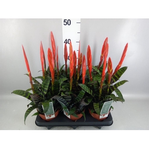 Vriesea  'Era'