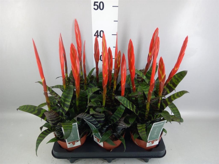 <h4>Vriesea  'Era'</h4>