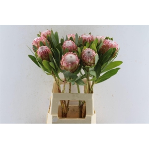 PROTEA SUSARA
