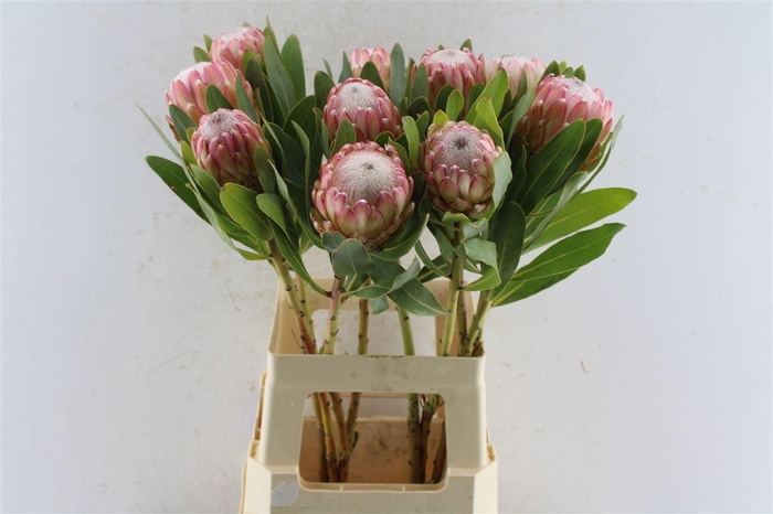<h4>PROTEA SUSARA</h4>