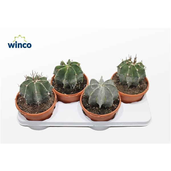 <h4>Astrophytum Ornatum</h4>