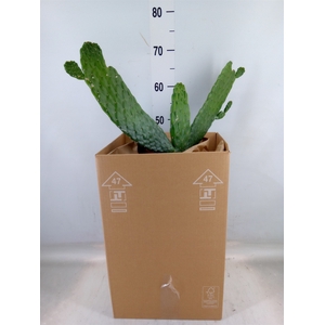 Opuntia