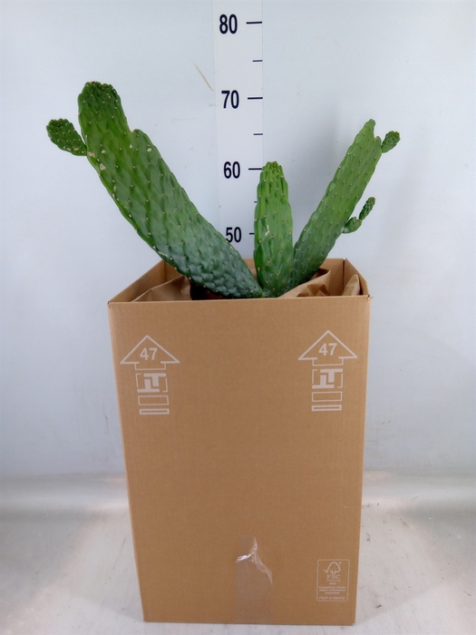 <h4>Opuntia</h4>