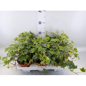 Hedera helix   ...mix varie yello