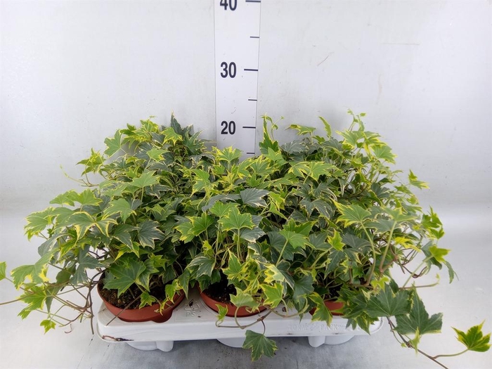 <h4>Hedera helix ...mix varie yello</h4>