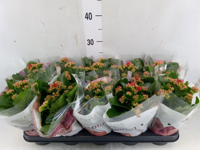 <h4>Kalanchoe blos. 'RosDon Justino'</h4>