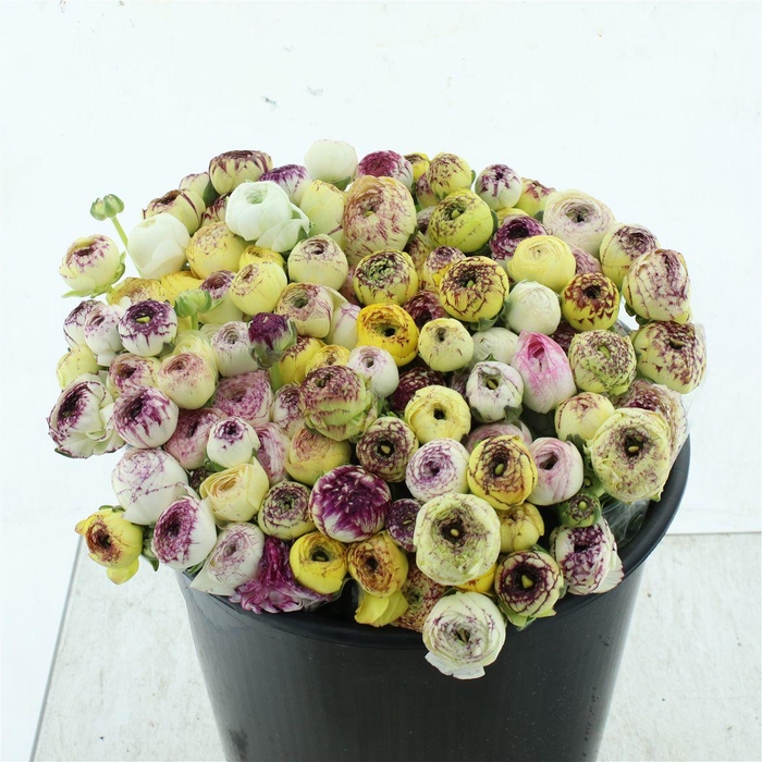 <h4>Ran El Sr Cappuccino White/yellow Prima</h4>