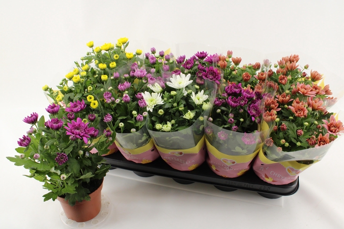 <h4>CHRYS GEVULDBL GEM</h4>