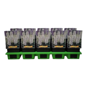 Delphinium 'White Dark Bee' P11