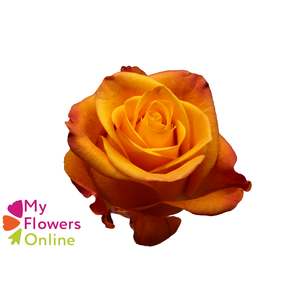 R Gr Aloha Orange 50cm EC