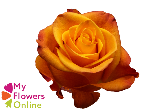 R Gr Aloha Orange 50cm EC