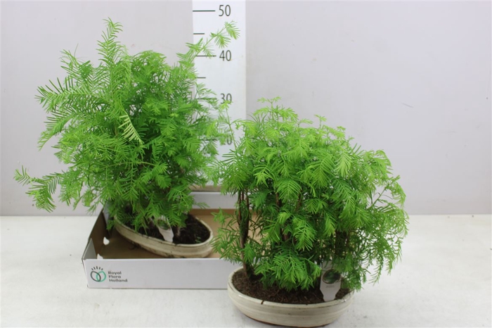 <h4>Bonsai Metasequoia Bossage</h4>