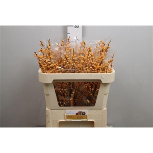 Ilex Ve Golden Verboom