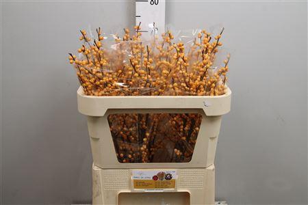 <h4>Ilex Ve Golden Verboom</h4>