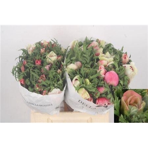 Anemone Mistral Bicolor Red - White