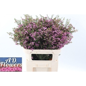 CHAMELAUCIUM UNCI. 'EMMA'