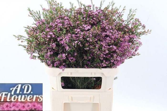 <h4>CHAMELAUCIUM UNCI. 'EMMA'</h4>