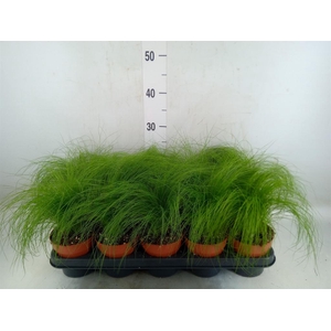 Stipa tenuifolia