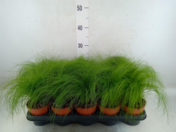 <h4>Stipa tenuifolia</h4>