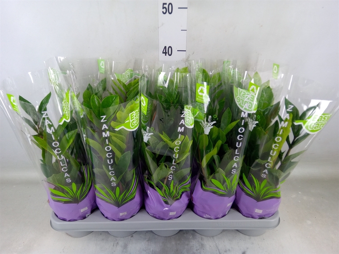 <h4>Zamioculcas zamiifolia</h4>