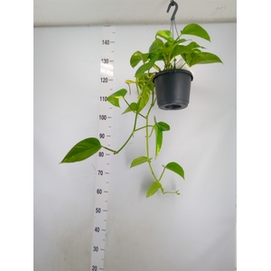 Epipremnum pinn. 'Aureum'  HG
