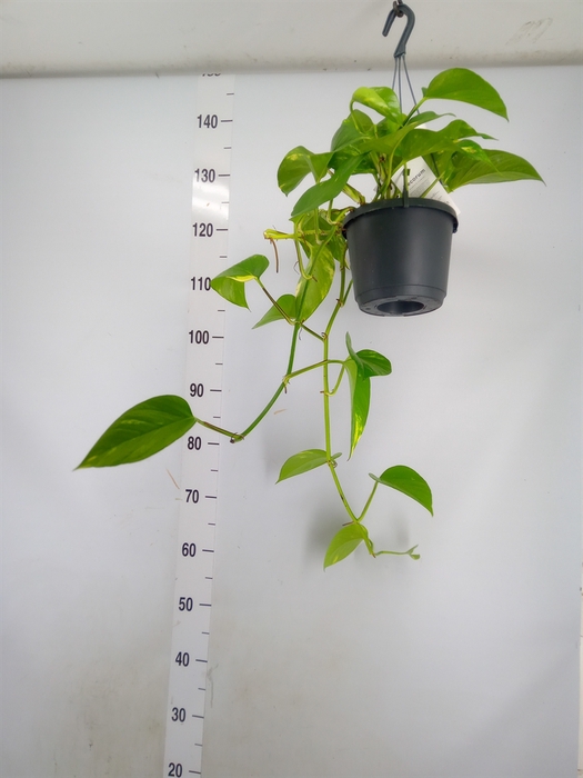 <h4>Epipremnum pinn. 'Aureum'  HG</h4>