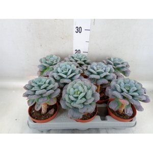 Echeveria   ...