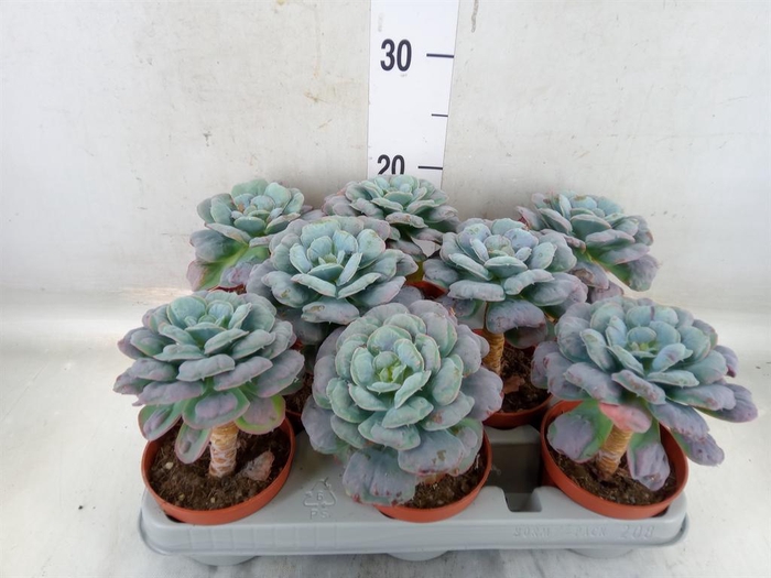 <h4>Echeveria   ...</h4>