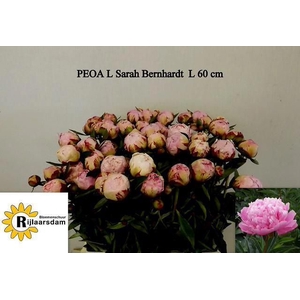PAEO L SARA BERNHARD