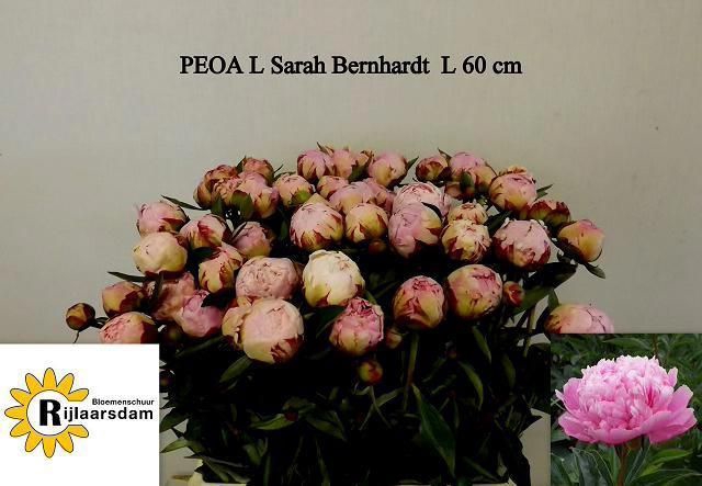 <h4>PAEO L SARA BERNHARD</h4>