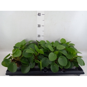 Pilea peperomioides