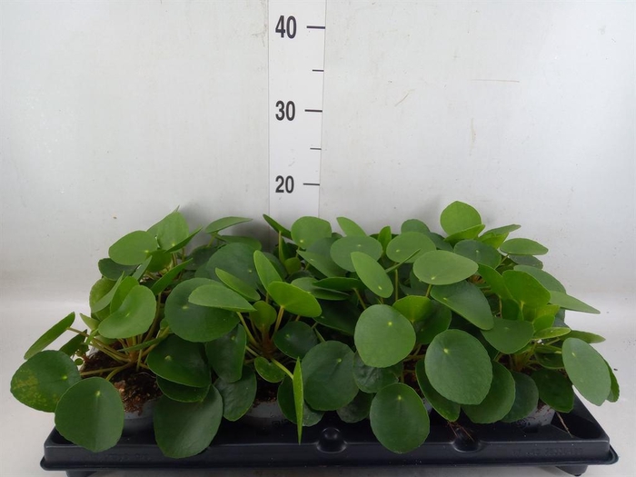 <h4>Pilea peperomioides</h4>