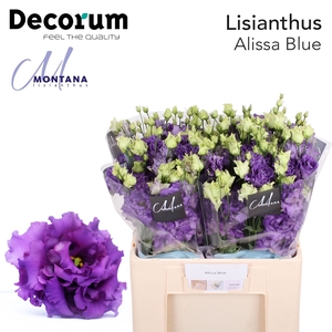 Lisianthus Alissa blue 60cm