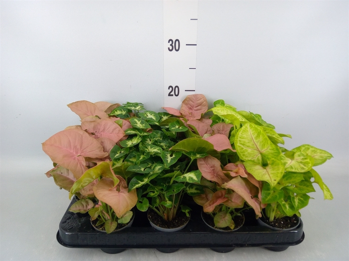 <h4>Syngonium   ...mix</h4>
