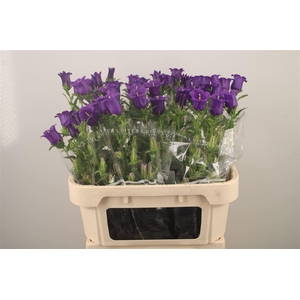 Campanula Med Champ Blue