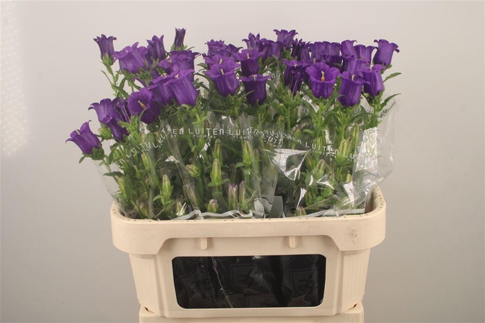 <h4>Campanula Med Champ Blue</h4>