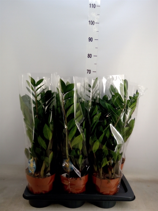 <h4>Zamioculcas zamiifolia</h4>